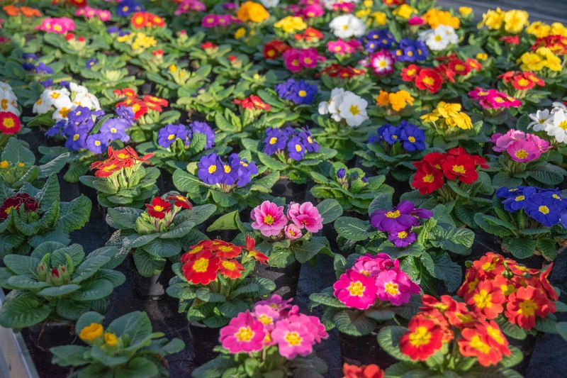 Ein Blick hinter die Kulissen eines regionalen Gartenbaubetriebs